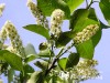 Ieva virgininė ,Schubert' (lot. Prunus virginiana)